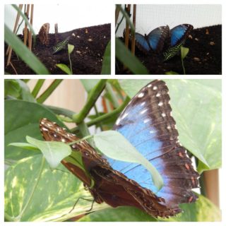 Blue Morpho