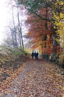 Walking Through the Leaves